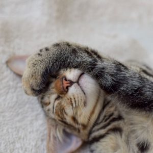 Cat sleeping with paw on face