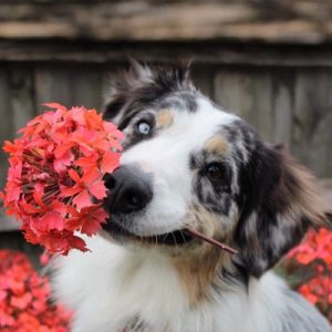 Dog with flower in his mouth