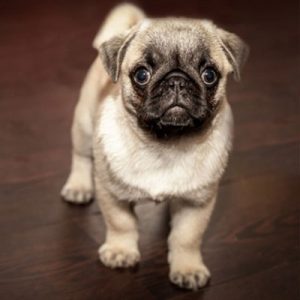 A Sweet and Charming Little Pug Puppy