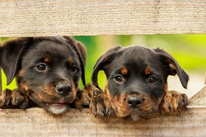 Cute puppies together