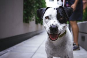 Dog named Huey for a volunteer run initiative called PixelPaws which aims to help dogs find their forever homes through photography.