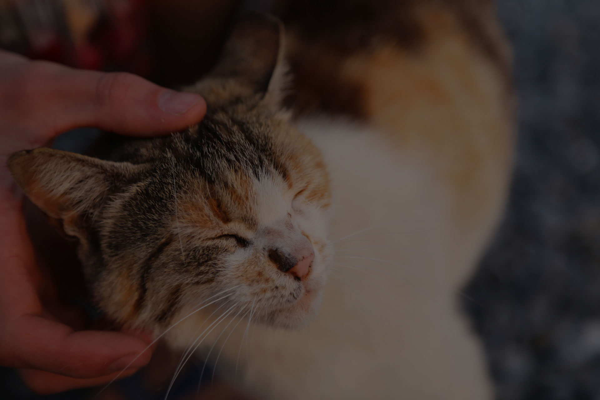 Cat enjoying massage