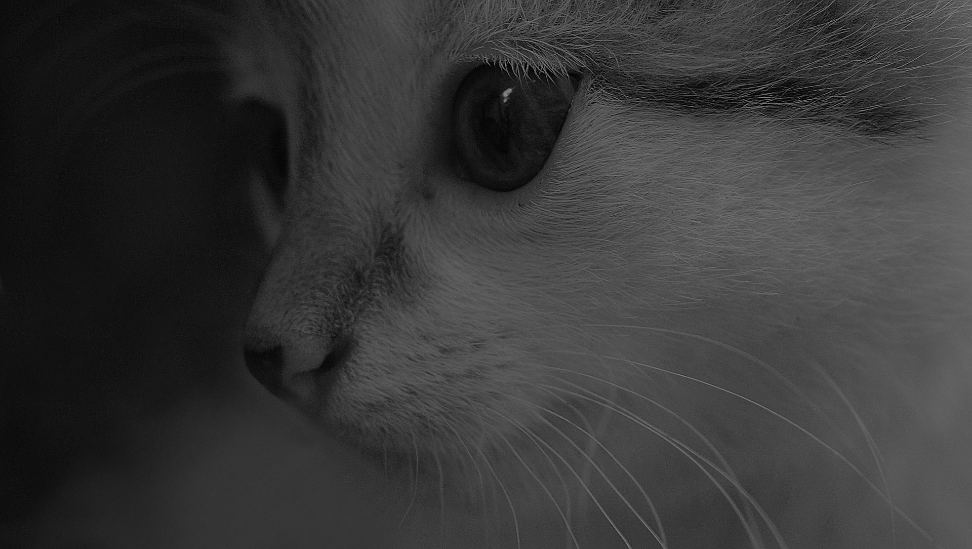 White cat with face close up