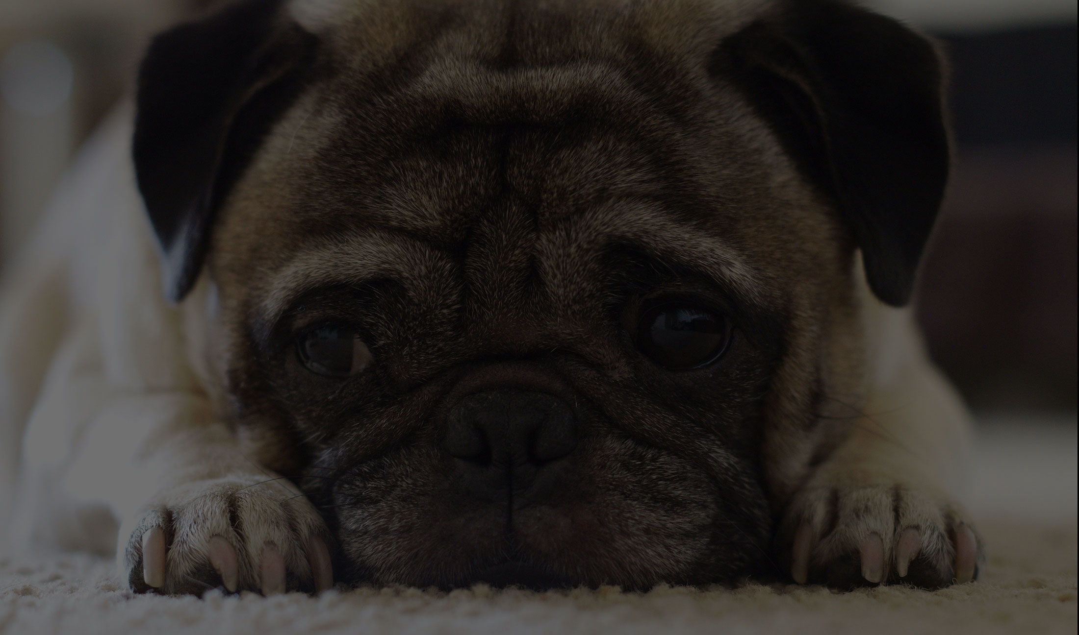 Sag pug on carpet