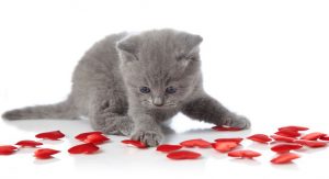 Cat playing with hearts