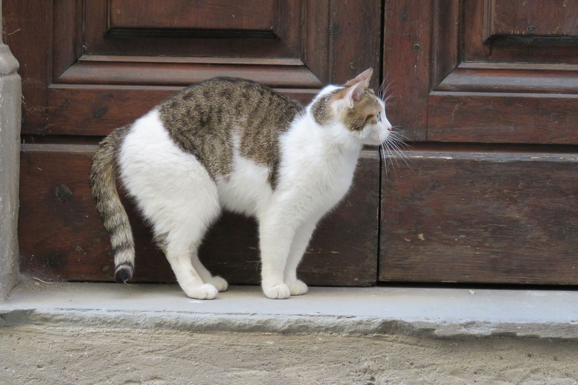 Cat standing by the door