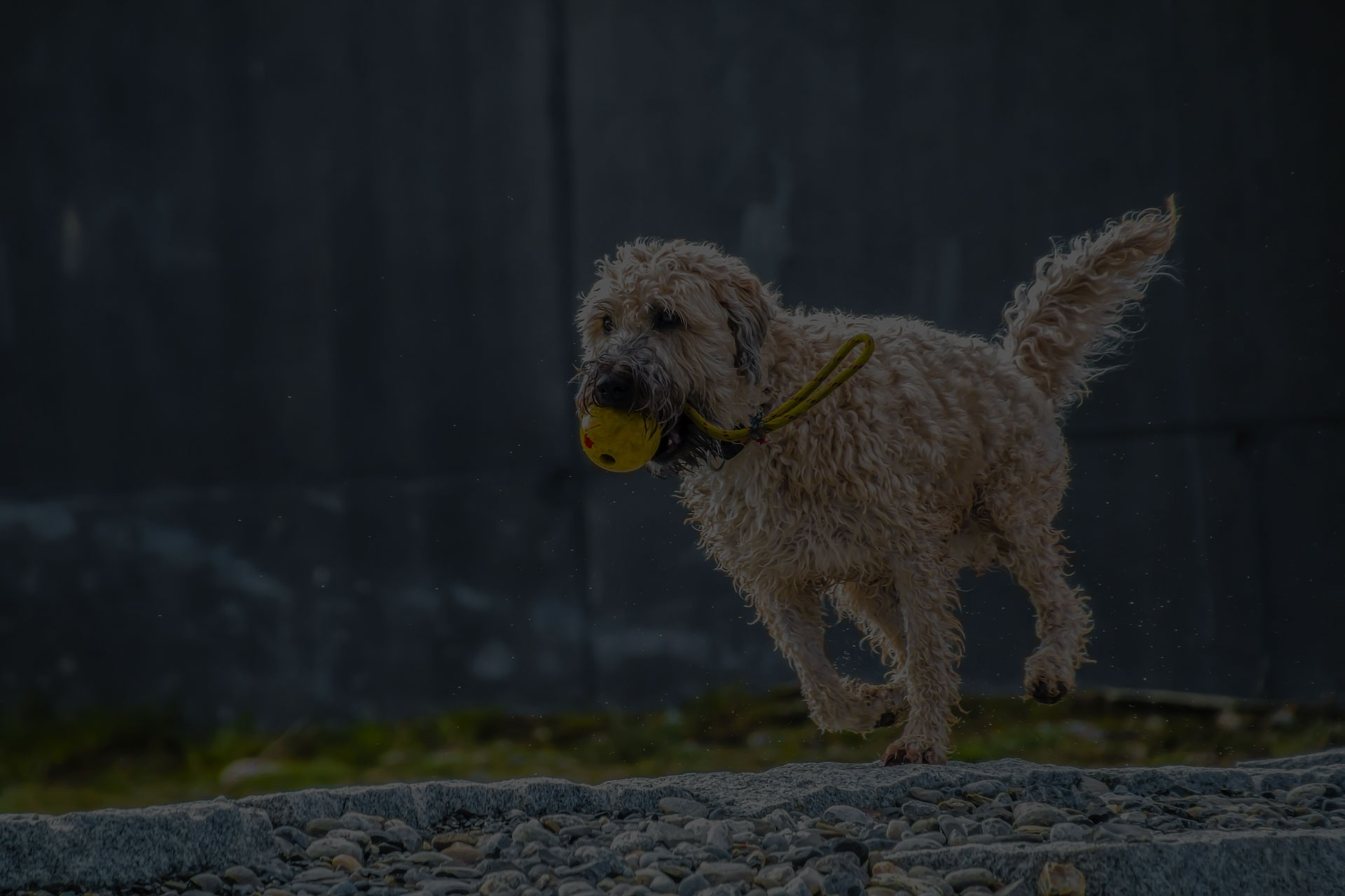 Dog playing with yellow ball